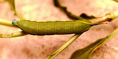 Cizara ardeniae