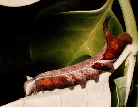 Cizara ardeniae