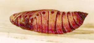 Cizara ardeniae