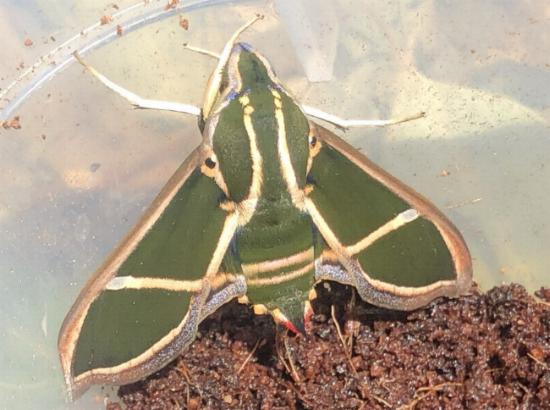Cizara ardeniae