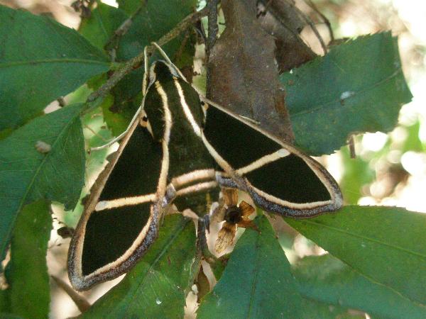Cizara ardeniae