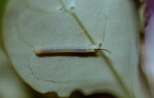 Cizara ardeniae