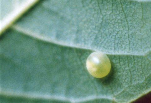 Psilogramma casuarinae