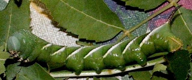 Psilogramma casuarinae