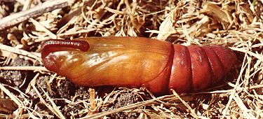 Psilogramma casuarinae