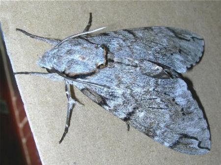 Psilogramma casuarinae