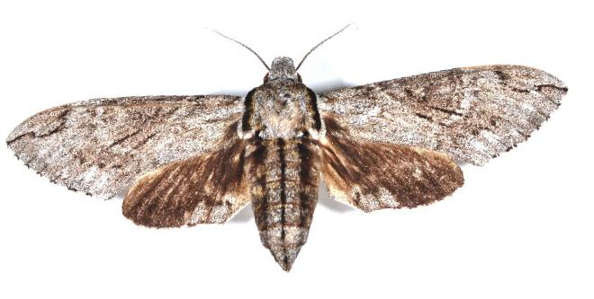 Psilogramma casuarinae