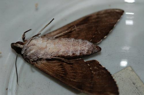 Psilogramma casuarinae