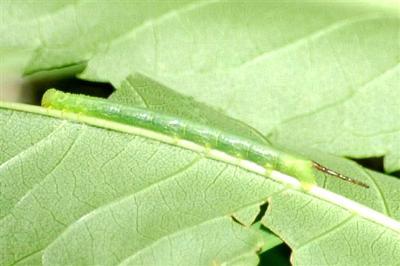 Psilogramma casuarinae