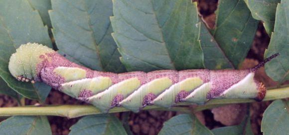 Psilogramma casuarinae