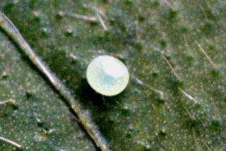 Agrius convolvuli