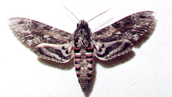 Agrius convolvuli