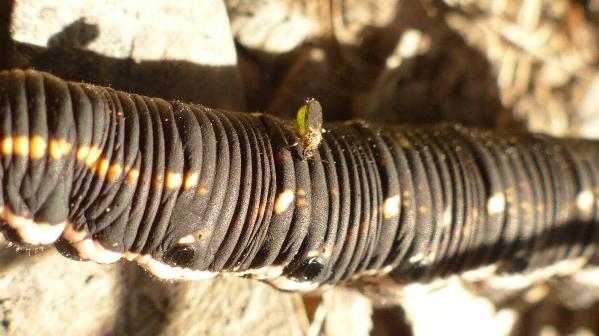 Agrius convolvuli