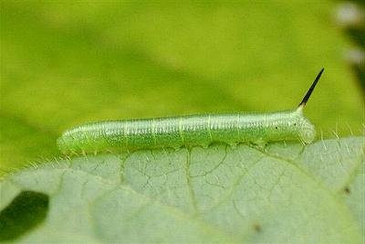Agrius convolvuli
