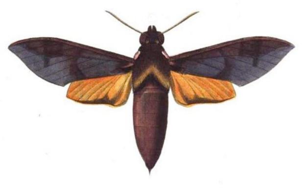 Gnathothlibus eras