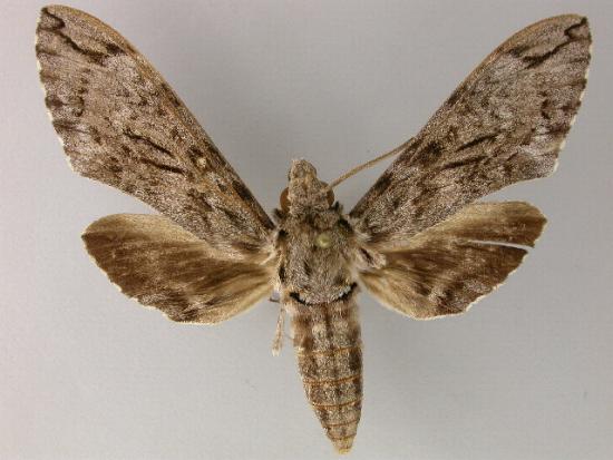 Psilogramma exigua