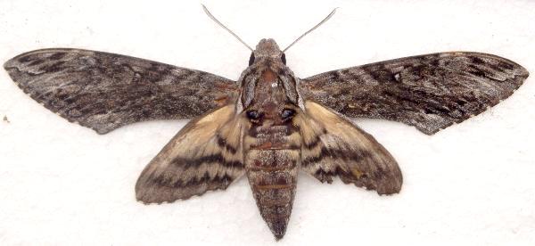 Agrius godarti