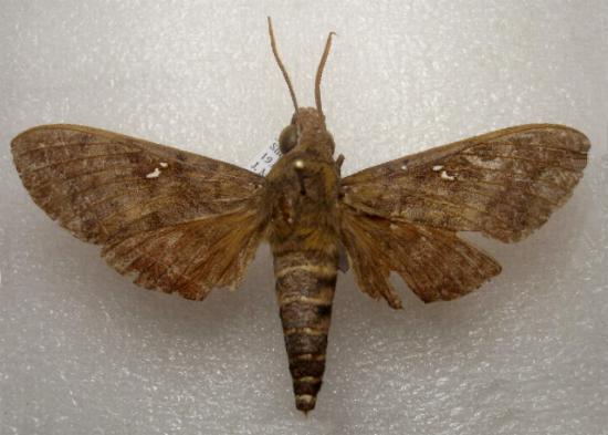 Nephele hespera