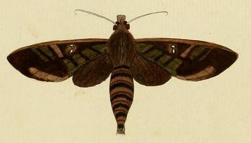 Nephele hespera