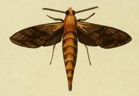Nephele hespera