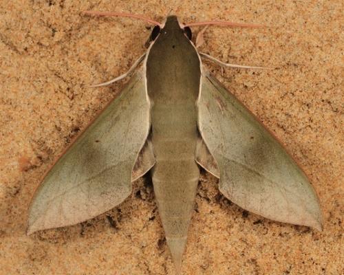Theretra indistincta