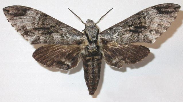 Psilogramma maxmouldsi