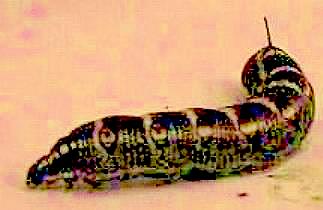 Theretra oldenlandiae