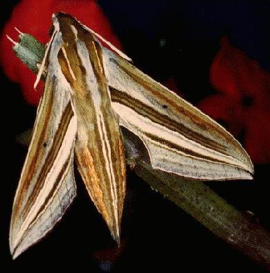 Theretra oldenlandiae