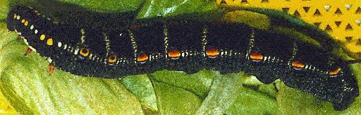 Theretra oldenlandiae
