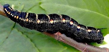 Theretra oldenlandiae