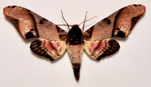 Amplypterus panopus