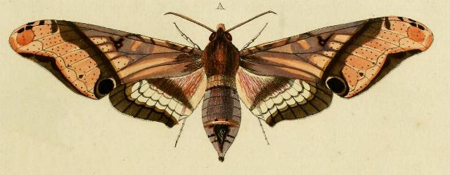 Amplypterus panopus