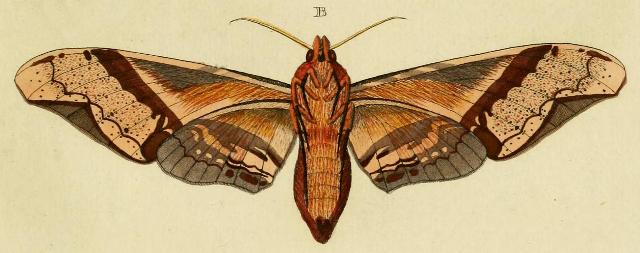 Amplypterus panopus