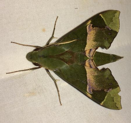 Angonyx papuana