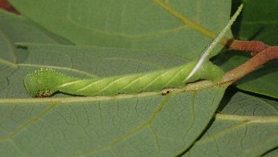 Psilogramma papuensis