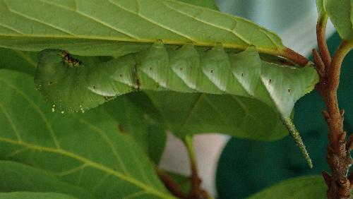 Psilogramma papuensis