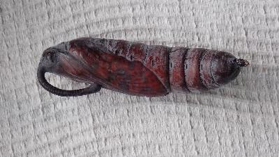 Psilogramma papuensis