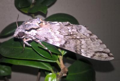 Psilogramma papuensis