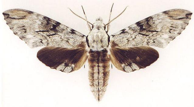 Psilogramma papuensis