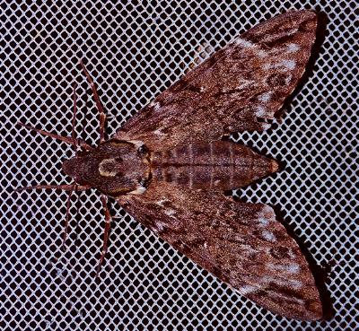 Psilogramma papuensis