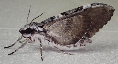 Psilogramma papuensis