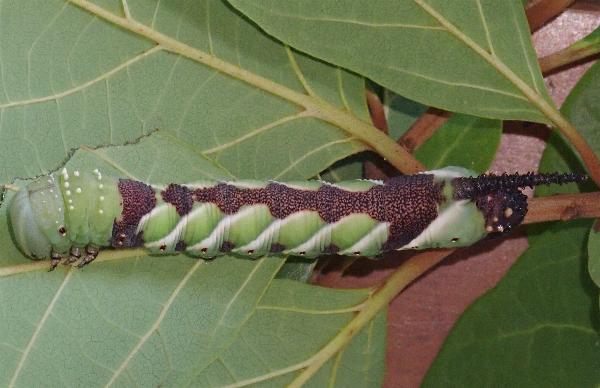 Psilogramma papuensis