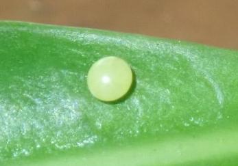 Daphnis placida