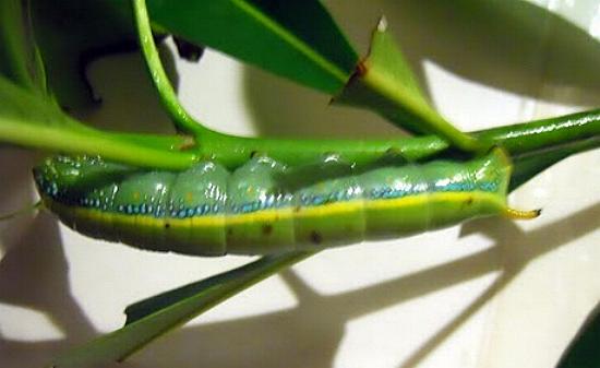 Daphnis placida