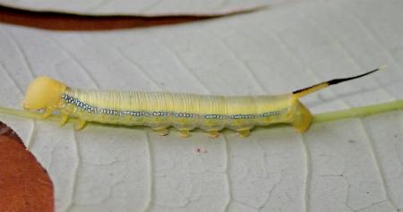 Daphnis placida