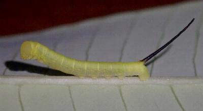 Daphnis placida