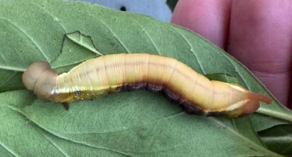 Daphnis protrudens