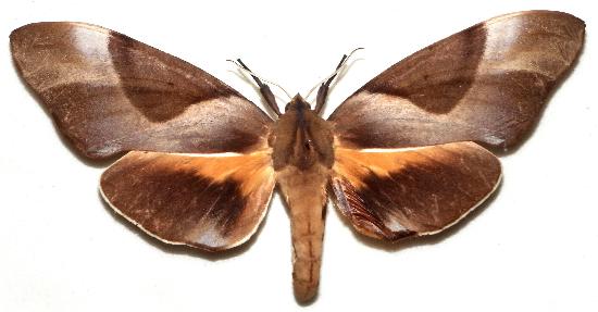Coequosa triangularis