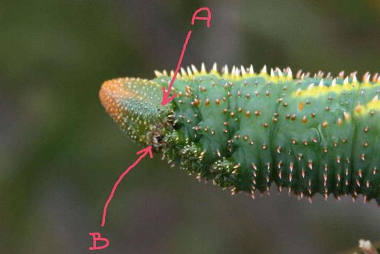 Coequosa triangularis