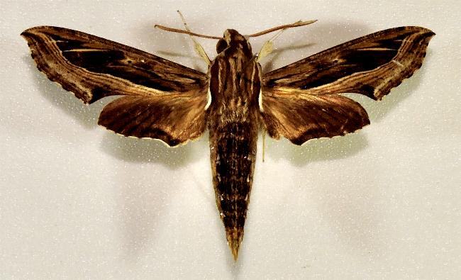 Hippotion velox